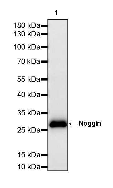 Noggin Recombinant Rabbit mAb (S-4030-12)