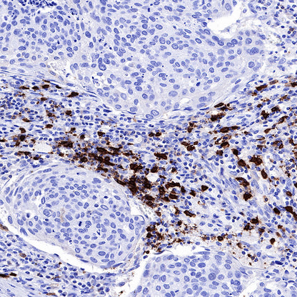 S-RMab® CD20 Recombinant Rabbit mAb,PBS Only (SDT-R133)