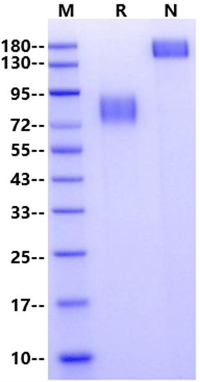 CD200R Fc Chimera Protein, Cynomolgus
