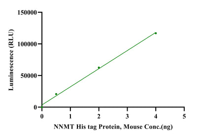 NNMT His Tag Protein, Mouse