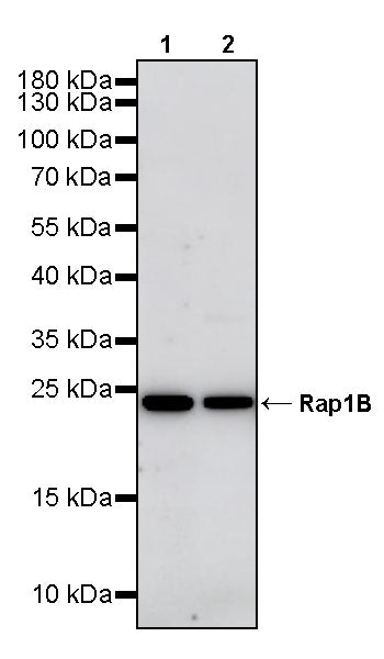 Rap1B Rabbit Polyclonal Antibody