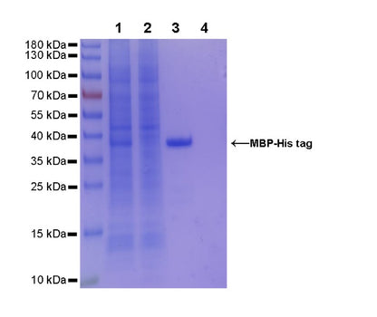 Rabbit Anti-His Tag (C-terminal) Magnetic Agarose