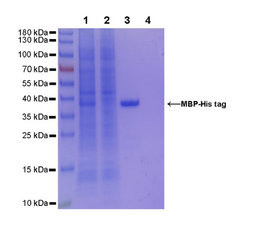 Rabbit Anti-His Tag (C-terminal) Magnetic Agarose