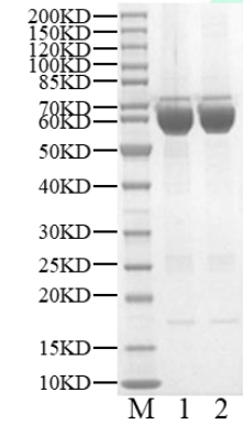CaMK1δ GST Tag Protein, Human
