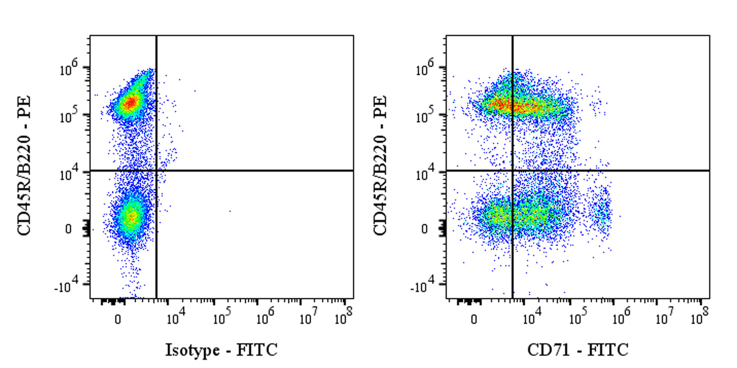 FITC Mouse Anti-Rat CD71 Antibody (OX-26)