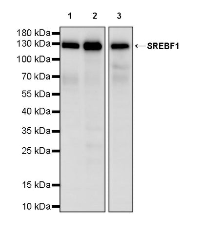 SREBF1 Recombinant Rabbit mAb (S-4175-21)