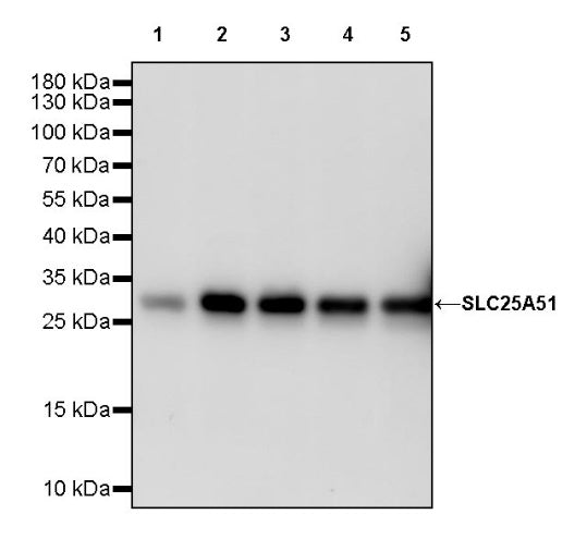 SLC25A51 Recombinant Rabbit mAb (S-2070-74)