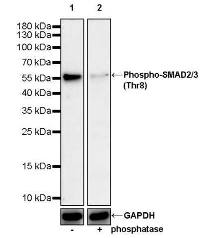 Phospho-SMAD2/3 (Thr8) Recombinant Rabbit mAb (S-3372-136)