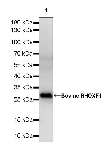 Bovine RHOXF1 Recombinant Rabbit mAb (S-1764-118)