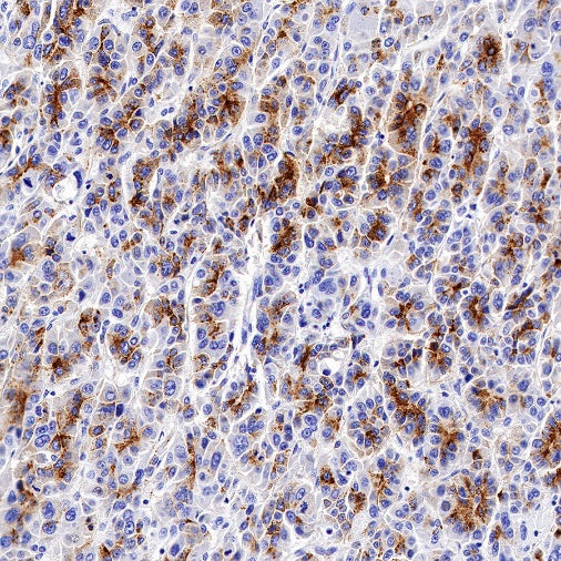 FGF-19 Recombinant Rabbit mAb (SDT-1070-17)