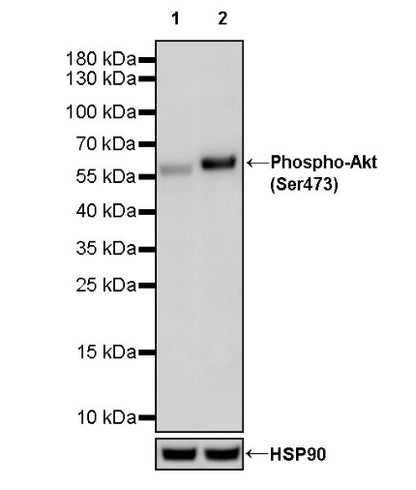 Phospho-Akt (Ser473) Mouse mAb (S-769-59)