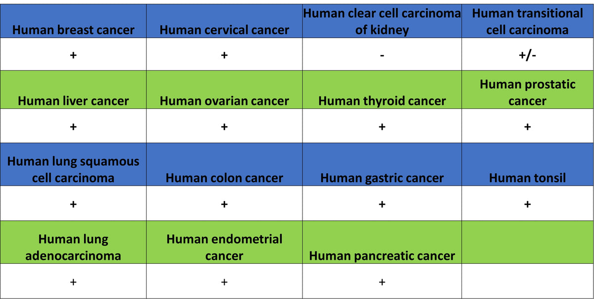 Rad21 Recombinant Rabbit mAb (S-M0006)