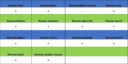 YTHDF2 Recombinant Rabbit mAb (S-1569-42)