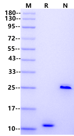TGF-β3 Protein, Human