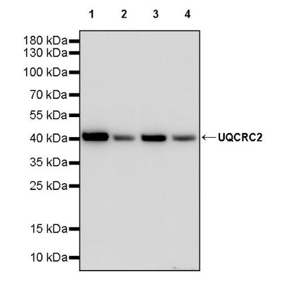 UQCRC2 Recombinant Rabbit mAb (S-2374-127)