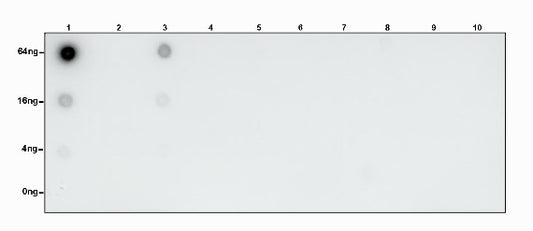 S-RMabMixTM Succinyllysine Rabbit mAb