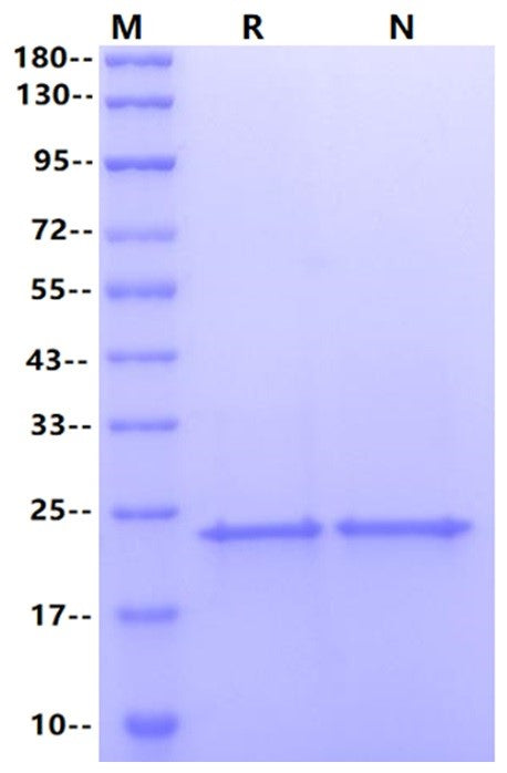 Shh (C24II) Protein, Human