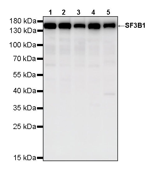 SF3B1 Rabbit Polyclonal Antibody
