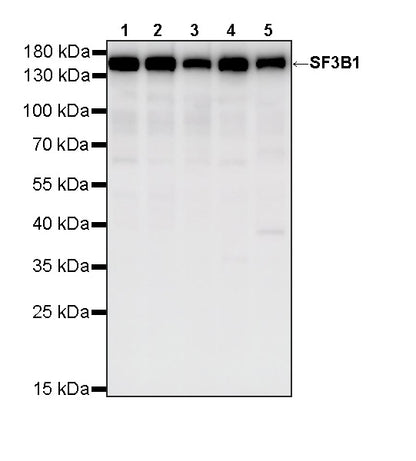 SF3B1 Rabbit Polyclonal Antibody