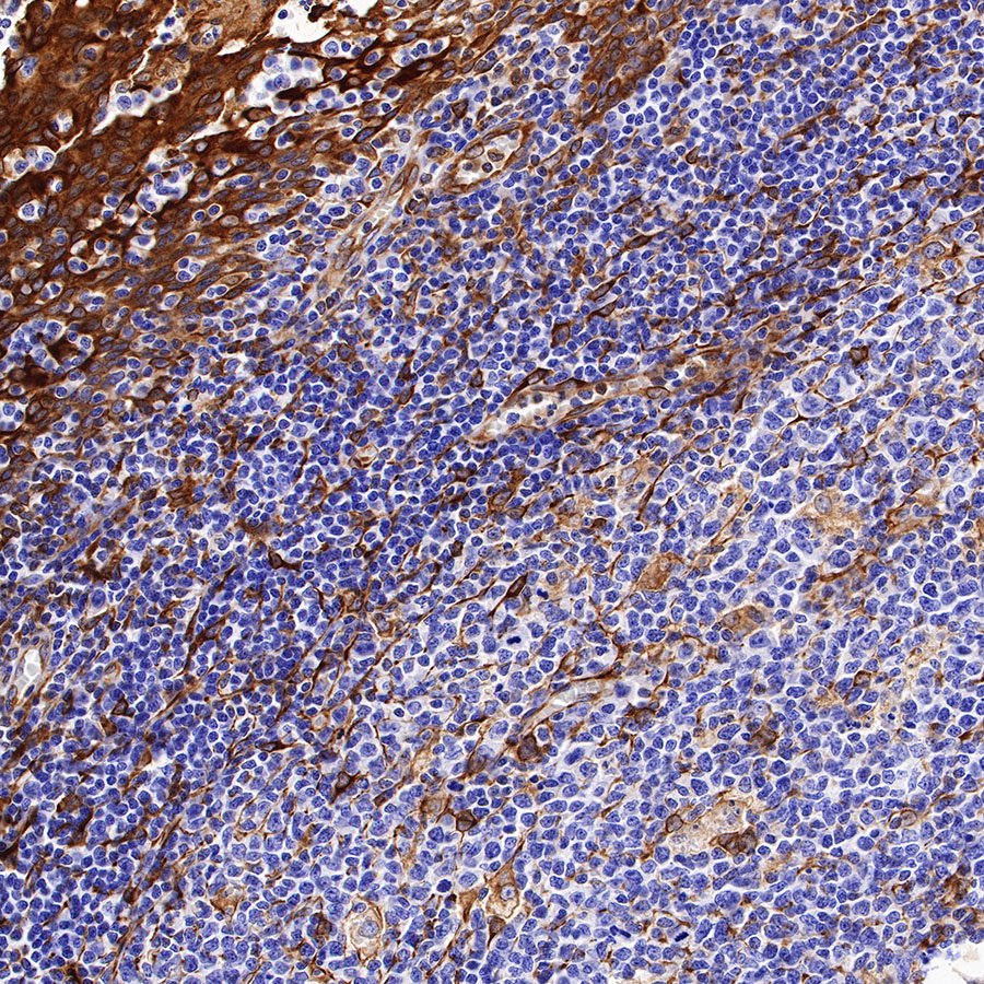 STING Recombinant Rabbit mAb (SDT-R150)