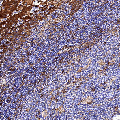 STING Recombinant Rabbit mAb (SDT-R150)