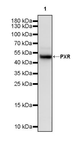 PXR Recombinant Rabbit mAb (S-2398-43)