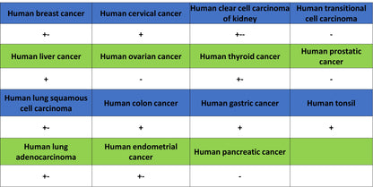 Phospho-DNA-PKcs (Ser2056) Recombinant Rabbit mAb (S-3813)