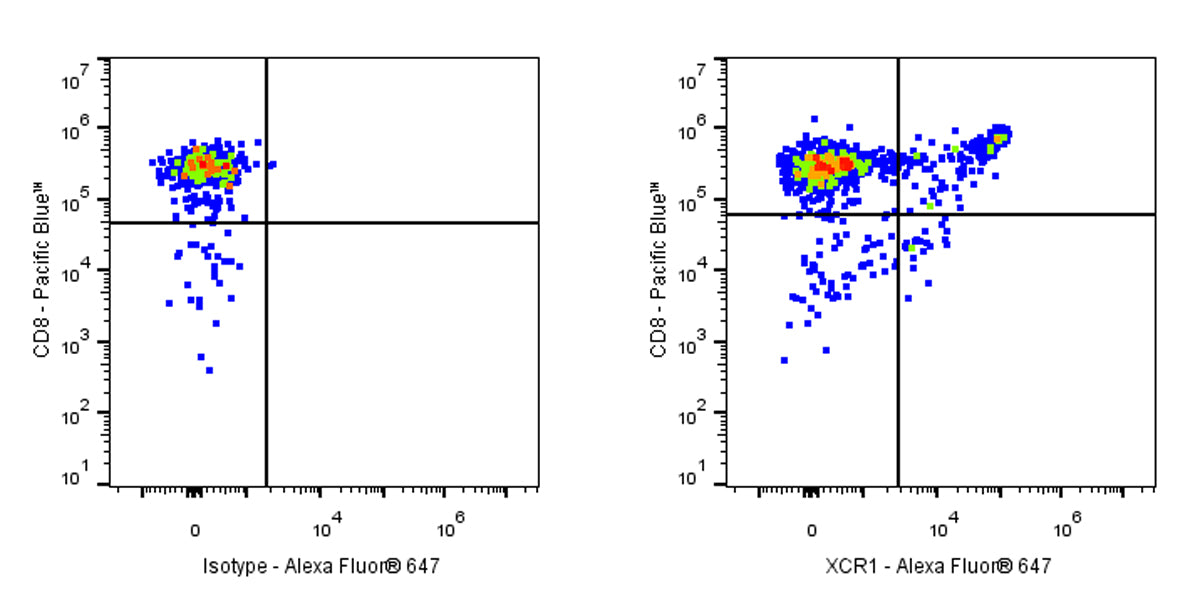 Alexa Fluor® 647 Mouse Anti-Mouse XCR1 Antibody (S-R601)