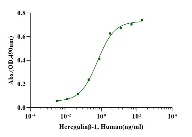 NRG1/Heregulin-β1 Protein, Human
