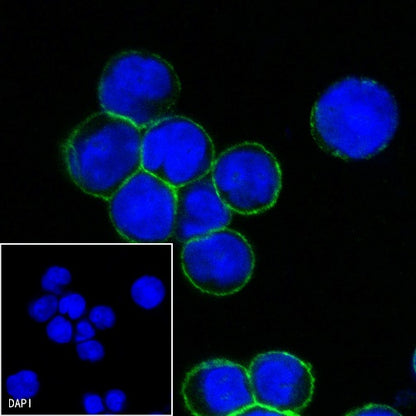 CD6 Mouse mAb (S-688-33)