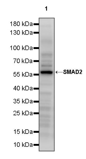 SMAD2 Rabbit Polyclonal Antibody