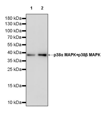 p38α MAPK+p38β MAPK Recombinant Rabbit mAb (S-1300-102)