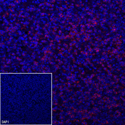 CD8α Mouse mAb (Alexa Fluor® 594 Conjugate) (SDT-1036-34)