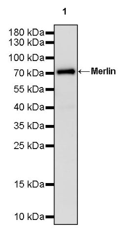 Merlin Recombinant Rabbit mAb (S-2331-22)