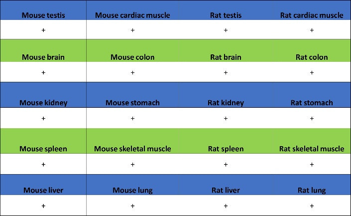 U2AF2 Recombinant Rabbit mAb (S-1324-1)