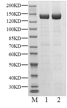 HDAC6 His Tag Protein, Human