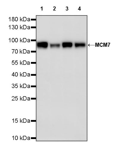 MCM7 Recombinant Rabbit mAb (S-828-221)
