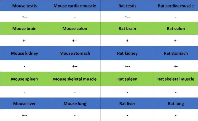 YTHDF1 Recombinant Rabbit mAb (S-3433-13)