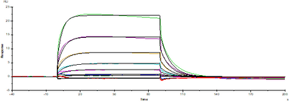 Fc γ RIIIa/CD16a(F176 Protein, S197P) His Tag Protein, Human