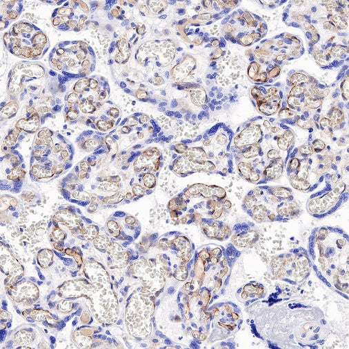 BST2 Recombinant Rabbit mAb (S-534-103)