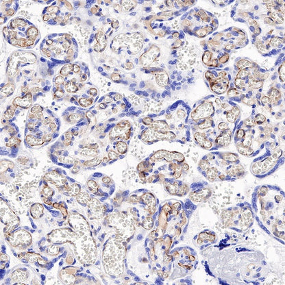 BST2 Recombinant Rabbit mAb (S-534-103)