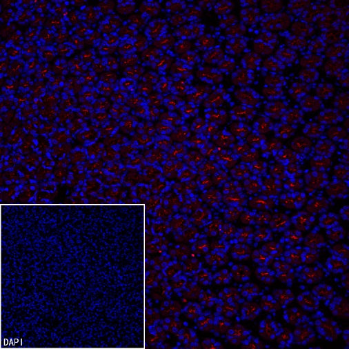 MUC1/EMA Mouse mAb (PE Conjugate) (S-777-37)