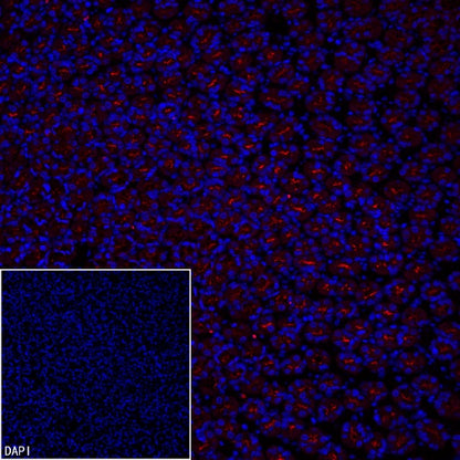 MUC1/EMA Mouse mAb (PE Conjugate) (S-777-37)