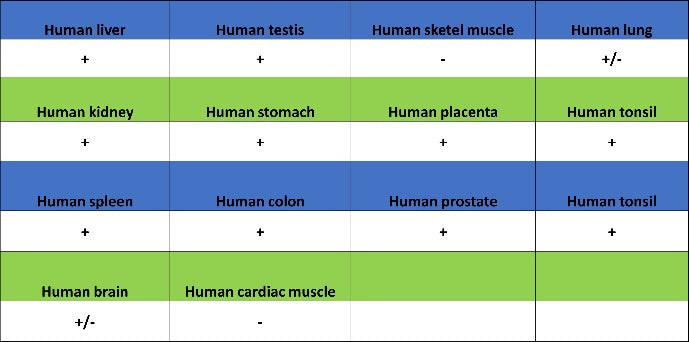 CAD/BM1 Recombinant Rabbit mAb (S-1650-21)