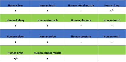 CAD/BM1 Recombinant Rabbit mAb (S-1650-21)