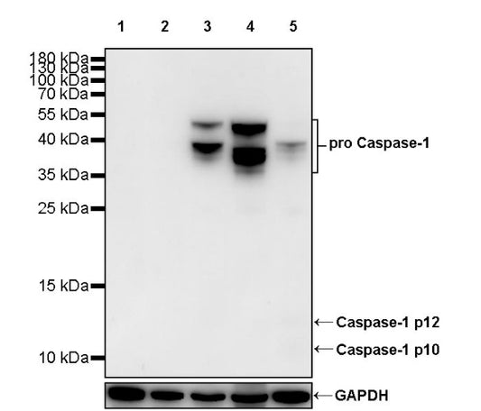 pro Caspase-1 + p10 + p12 Recombinant Rabbit mAb (S-2307-17)