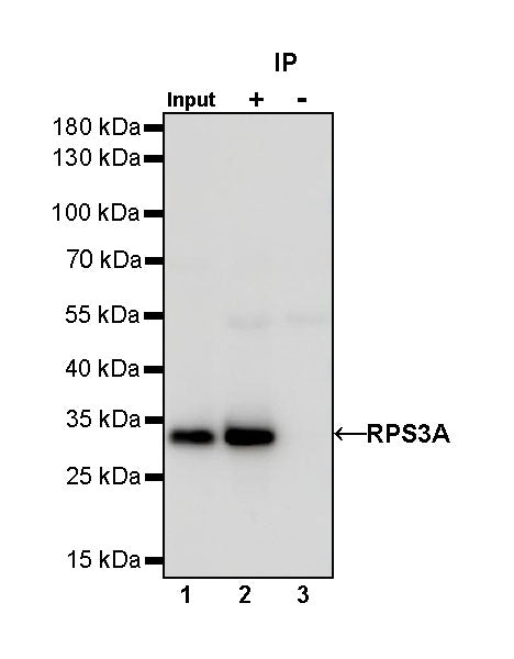 RPS3A Rabbit polyclonal antibody