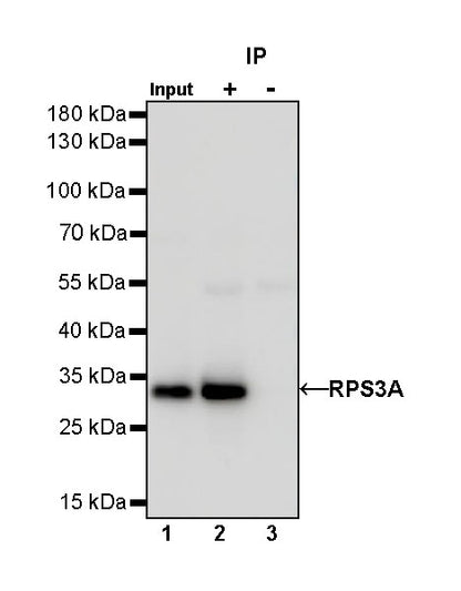 RPS3A Rabbit polyclonal antibody