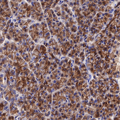 S-RMab® E-Cadherin Recombinant Rabbit mAb (SDT-438-5)