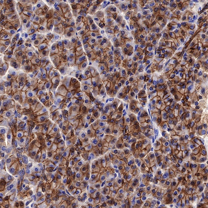 S-RMab® E-Cadherin Recombinant Rabbit mAb (SDT-438-5)